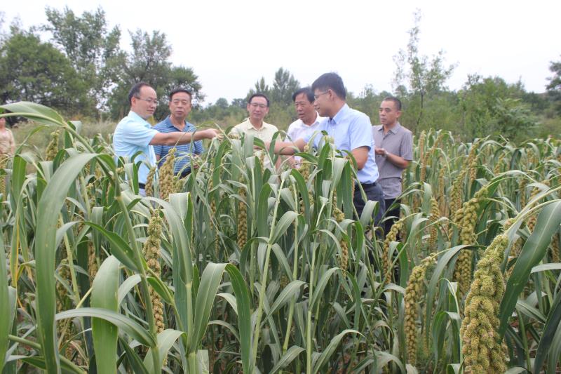 農(nóng)業(yè)部綠色、有機食品檢查組 蒞臨我公司檢查工作