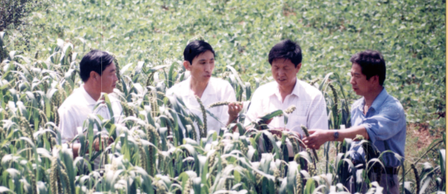 沁縣縣委常委農委主任李愛忠、政府副縣長張俊芳在沁州黃開發中心基地檢查谷子生長情況