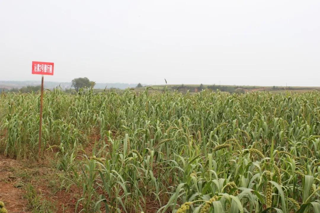 抓緊制種待農時 防疫備種兩不誤